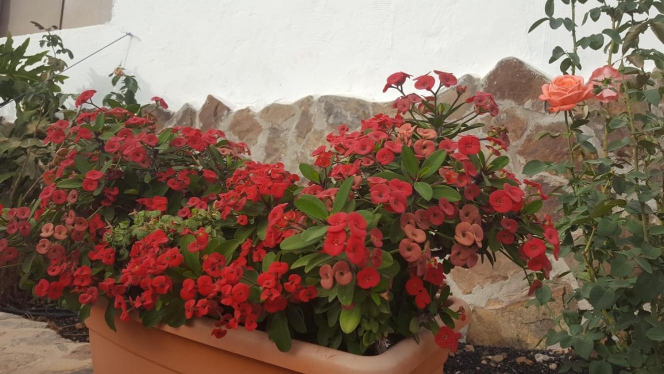 Casa Reyes Fataga Apta Reyes מראה חיצוני תמונה